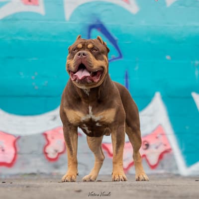 Triton - @triton-xlbully