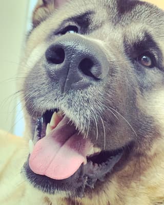 Yujin - @yujin-akita-loyal-friend