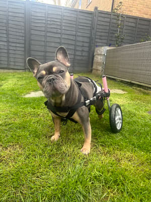 Frankie - @frankie_bonnie_roxie_winnie