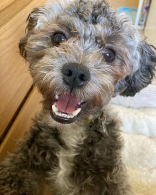 Max - @themancfurbabies
