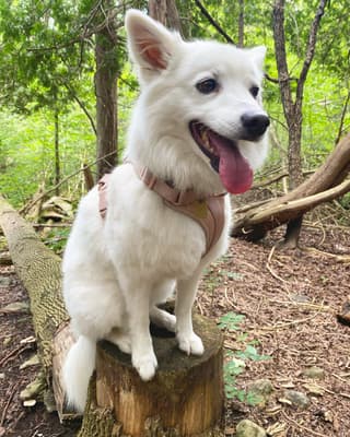 Chloe - @twowhitewoofs