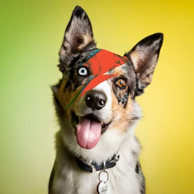 Bowie - @rebelandbowie