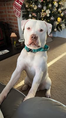 Roscoe - @roscoe-the-mixed-up-bull