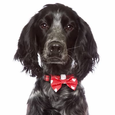 Button - @button.boops