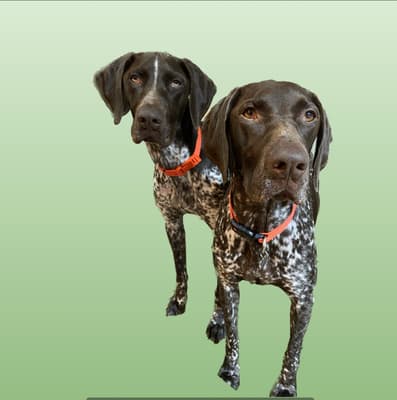 Bella - @bella-gsp