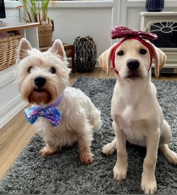 Lola and daisy - @rescuewestie-crazydaisy