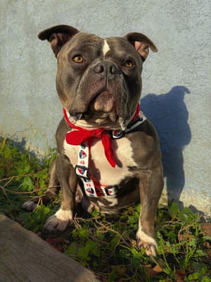 Zeus - @zeusthebullyboy