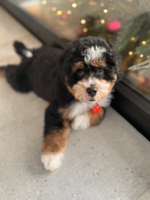 Mazzeltov - @mazzel-thebernedoodle