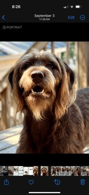 Bandit - @bandits-bow-dega