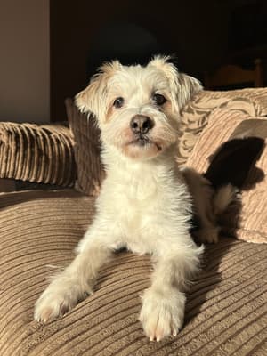 Baxter - @the-five-pups