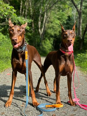 Bass & Bel - @thedoberdevils