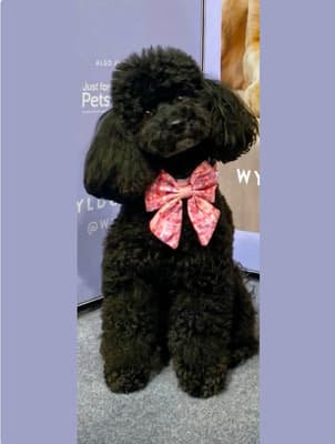 Pepper - @peppertheprincesstoypoodle