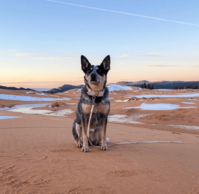 Scout - @pawsandreflect