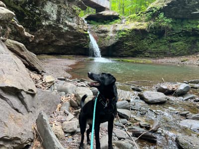 Maya - @pawsup4treats