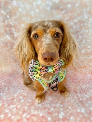 Mr.Pickle - @pickle.the.teckel