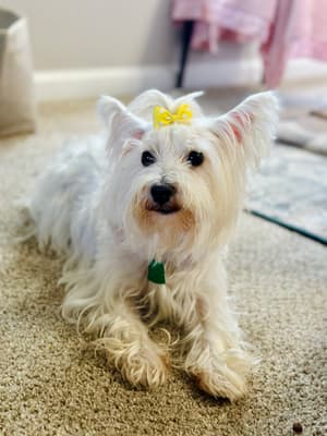 Chloe - @soychloe-westie