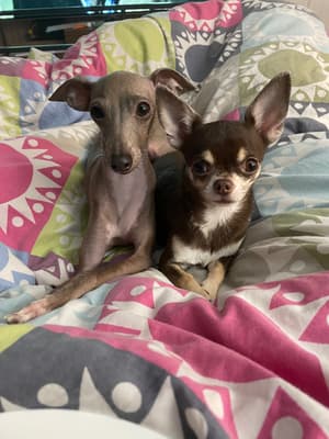 Jasmine and Rose - @iggy-n-chi
