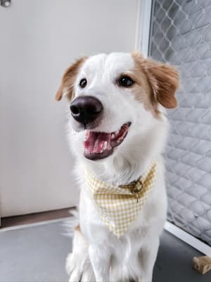 Bailey - @bailey.the.border_collie