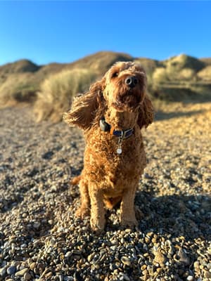 Rusty - @at-rusty-theirishdoodle