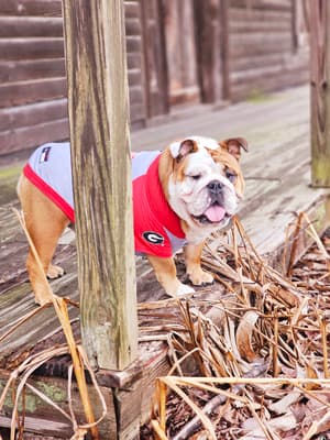 Georgia - @redclaybullies