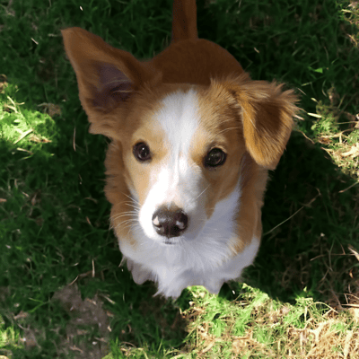Hazel - @hazelthepup-official