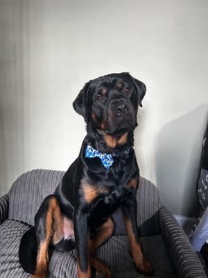 Spartan - @spartan_therottweiler