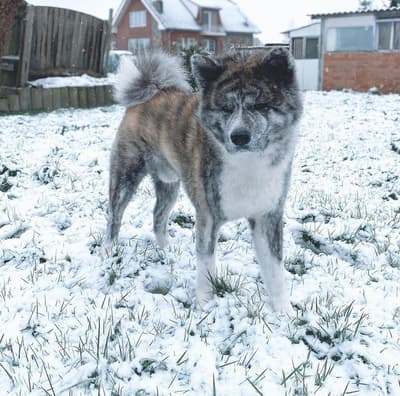 Ryuu - @shiba-akita-yukiryuu