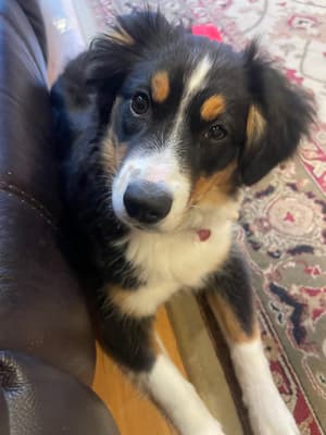 Izzy - @puppiebarker