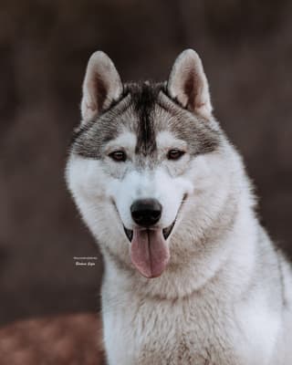 Kiba - @kiba-siberian