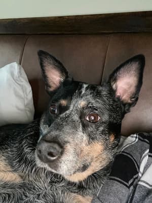 Stella - @linkydinkydoo