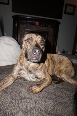 Apollo - @apollothepittymix