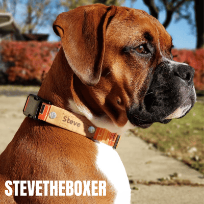 STEVE - @aboxernamedsteve