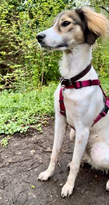 Cleo - @cleo-sunshinedog