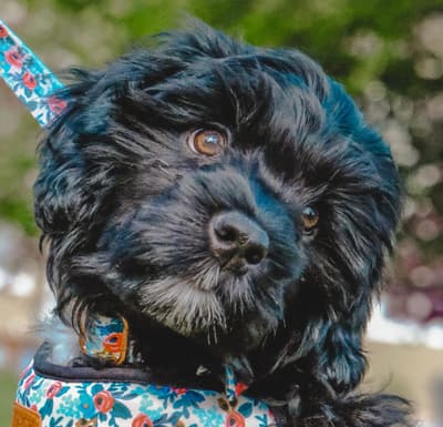 Lucille - @lucillethewaterdog