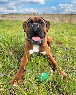 Trunks - @trunks-theboxer