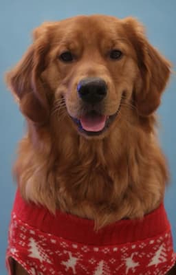 Vinnie - @vinnie.the_pooch