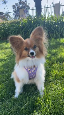 Lola - @lola-the-papillon