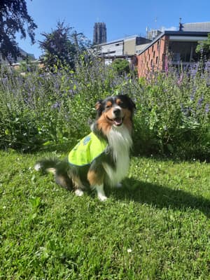 Koda - @koda.the.helper.dog