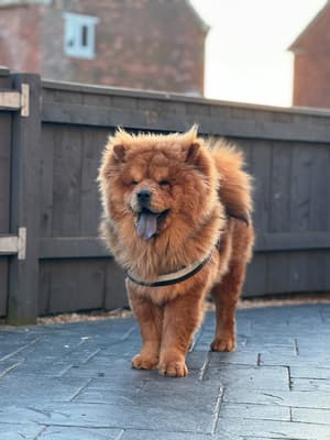 Bruno - @lcbchowchow