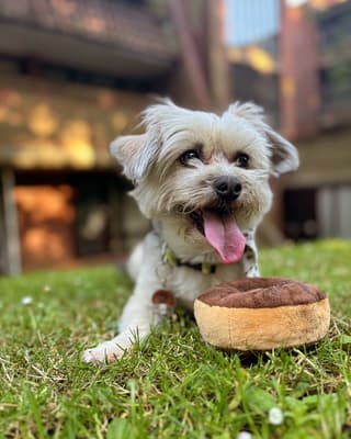 Kostek - @lifewithkostekdog