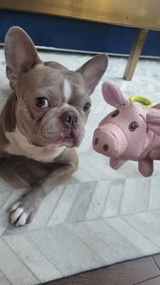 Luke - @lukethefrenchton