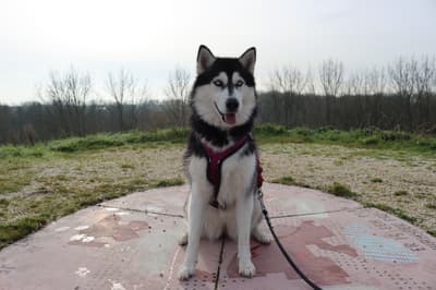 Bella - @bellathehuskydoggo