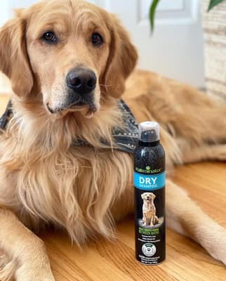 Comet - @astroandcometretrievers