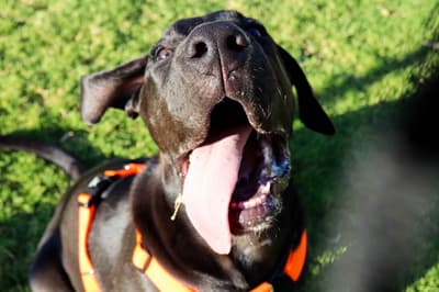 Tuko - @tuko-presacanario