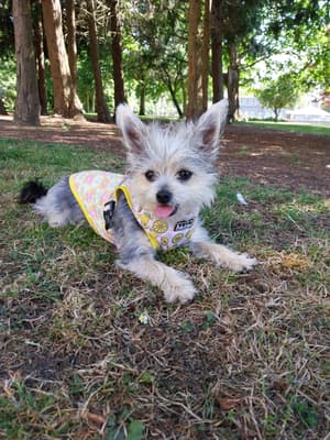 Missy - @missymoo_chorkie