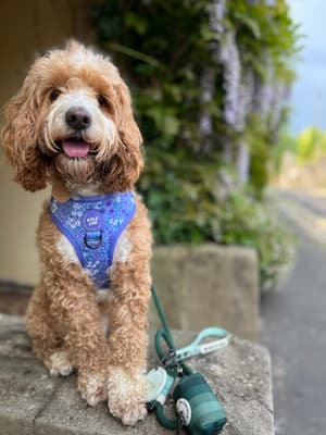 Rocco - @morocco_the_cavapoo