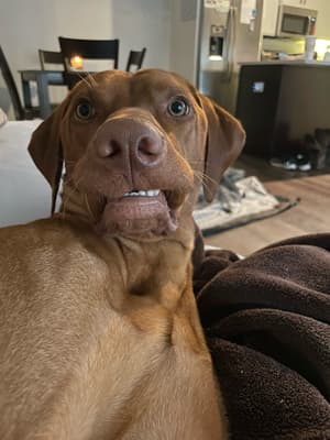 Tycho - @tychothevizsla