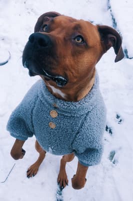 Paco - @pacothepitt