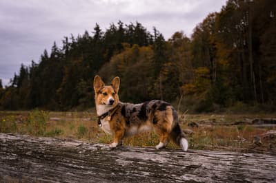 Oliver - @moldycorgo