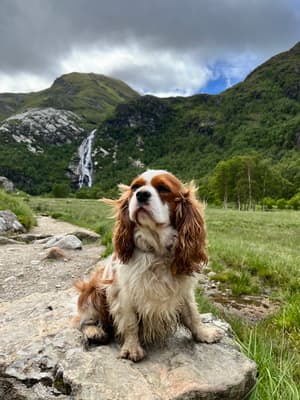 Conan - @conan.and.ailbha.adventures